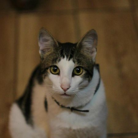 Everyday Cat Hostel Batumi Luaran gambar