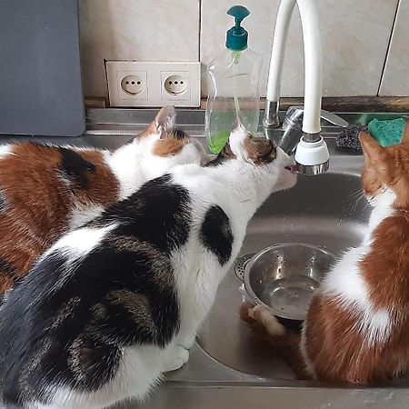 Everyday Cat Hostel Batumi Luaran gambar