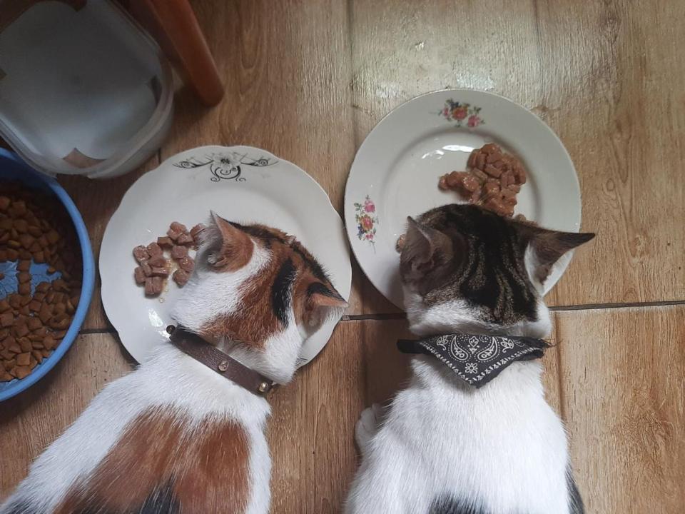 Everyday Cat Hostel Batumi Luaran gambar