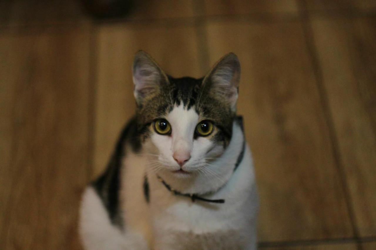 Everyday Cat Hostel Batumi Luaran gambar