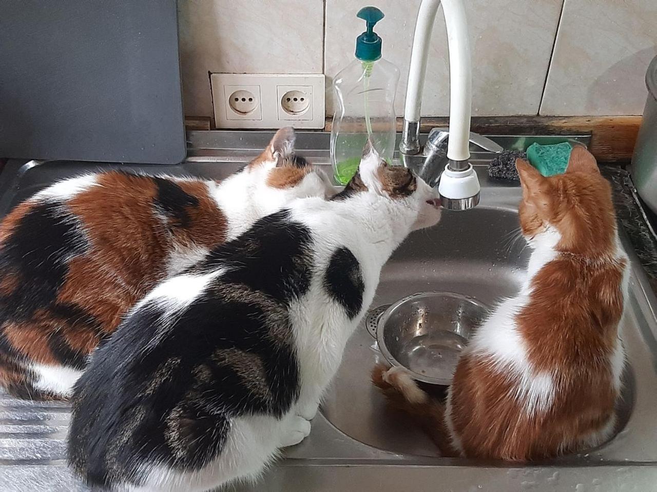 Everyday Cat Hostel Batumi Luaran gambar