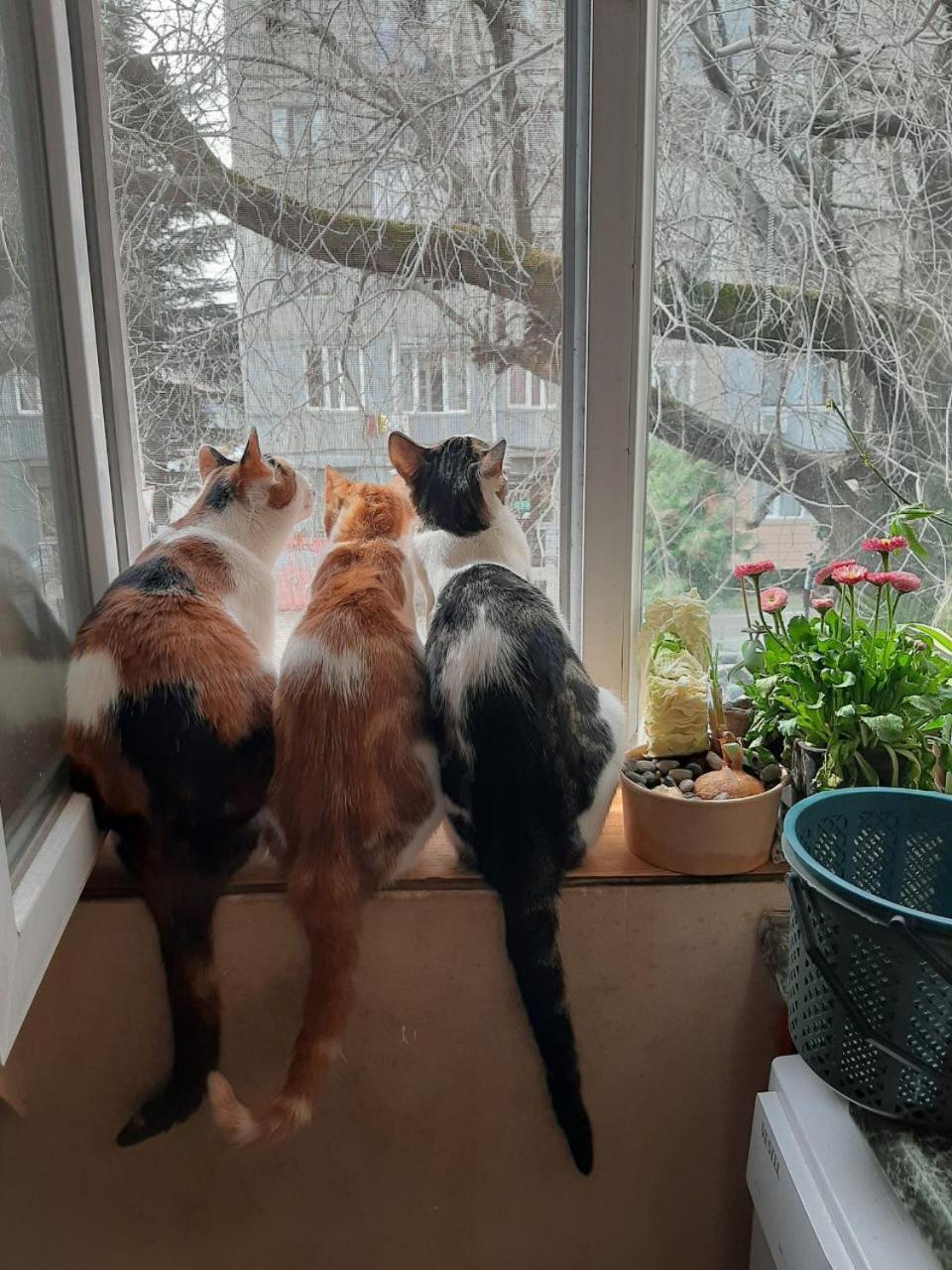 Everyday Cat Hostel Batumi Luaran gambar