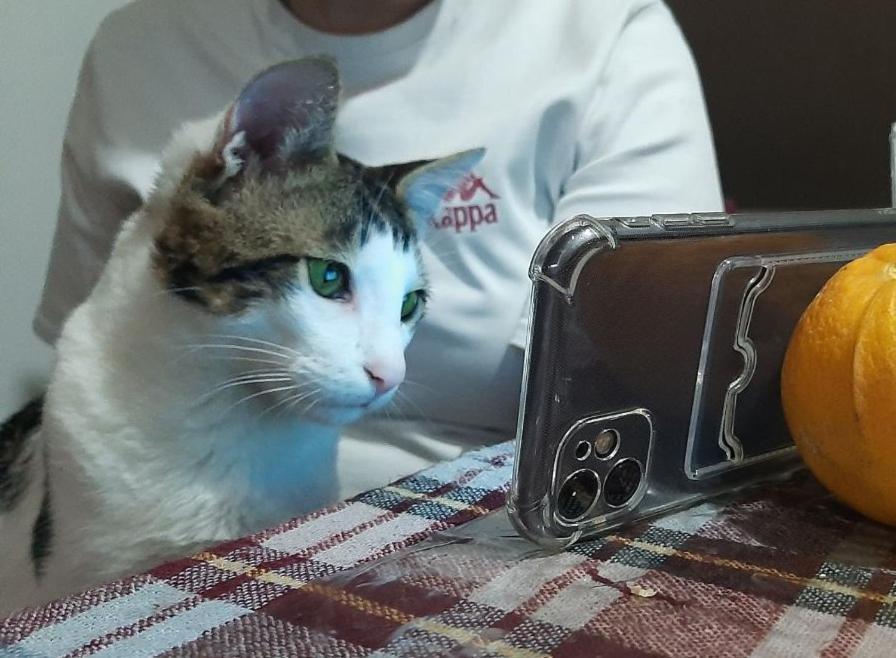 Everyday Cat Hostel Batumi Luaran gambar