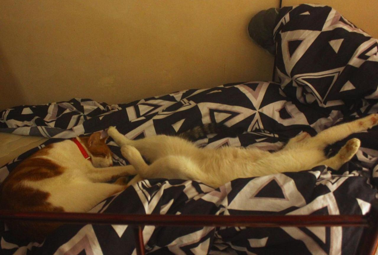 Everyday Cat Hostel Batumi Luaran gambar