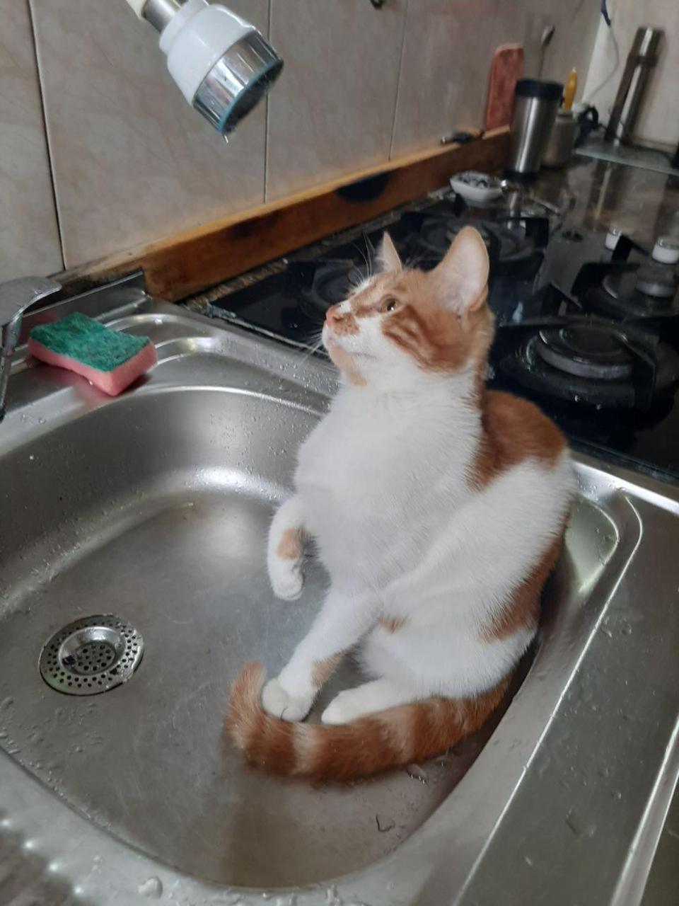 Everyday Cat Hostel Batumi Luaran gambar